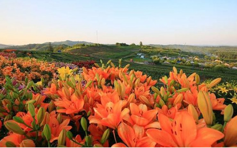 熱力開(kāi)走！第七屆百合文化旅游節(jié)“百合之路”徒步大會(huì)舉行